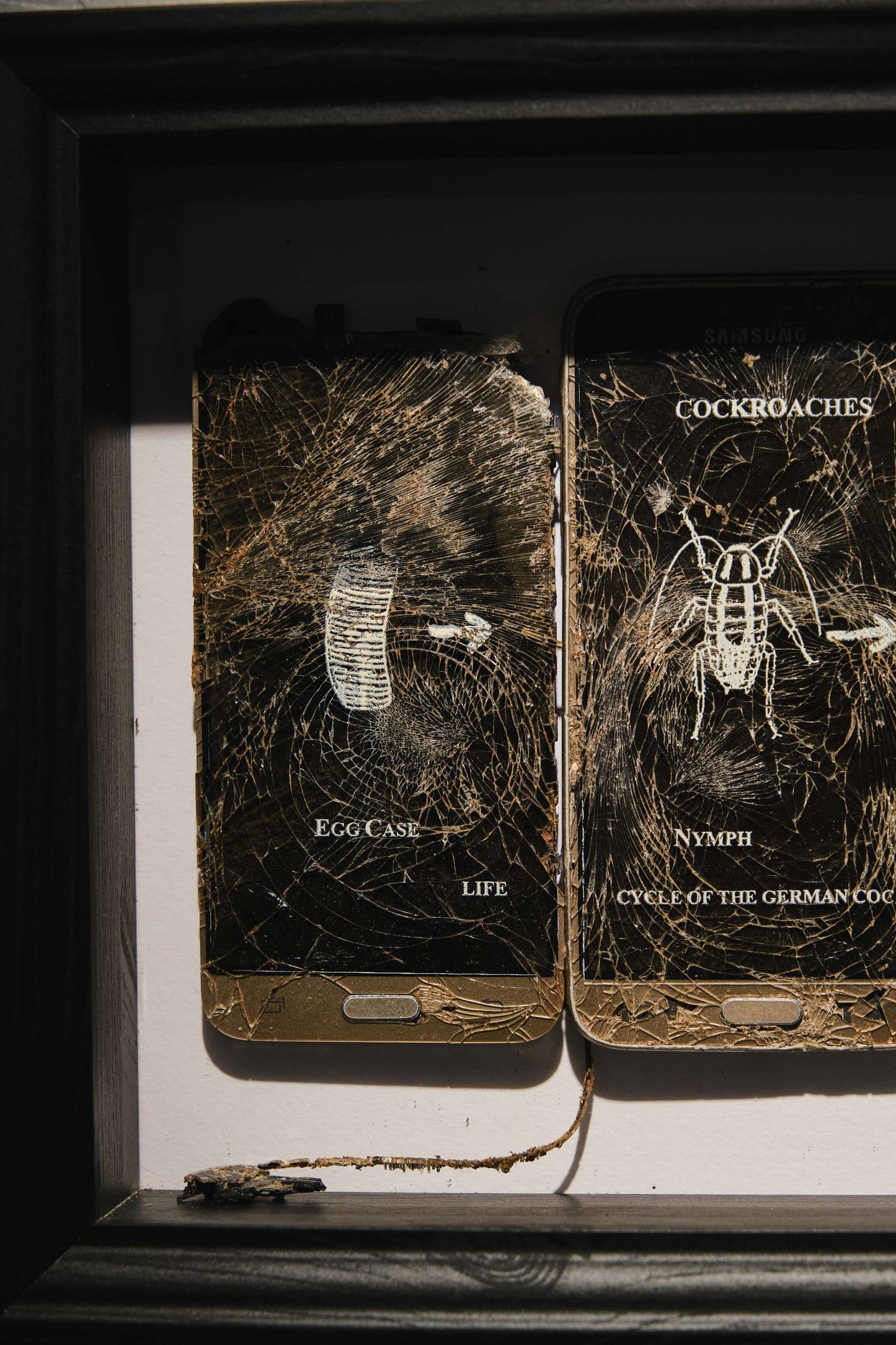 Morys Davies, Cockroach, 2023 - Smolensky Gallery