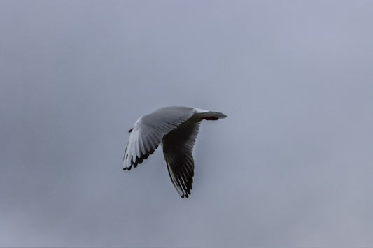 Photography of a sea gull which looks like its floating in mid air