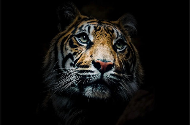 AJ Curtis Photography For Sale of a Female Tiger who's been looking after her cubs 