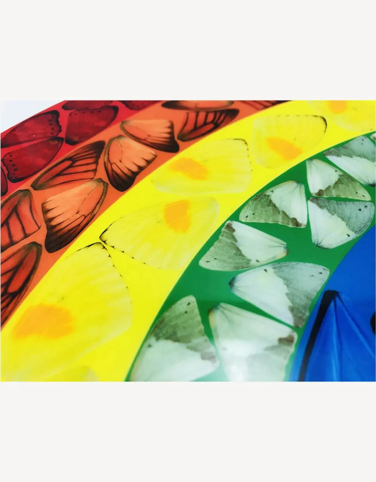 Damien Hirst, Butterfly Rainbow (Small), 2020, art for sale from Smolensky Gallery 