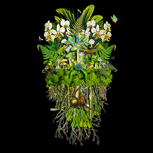 Jana Nicole, Botanical Troupe: Limelight, 2023 prints for sale from Smolensky gallery