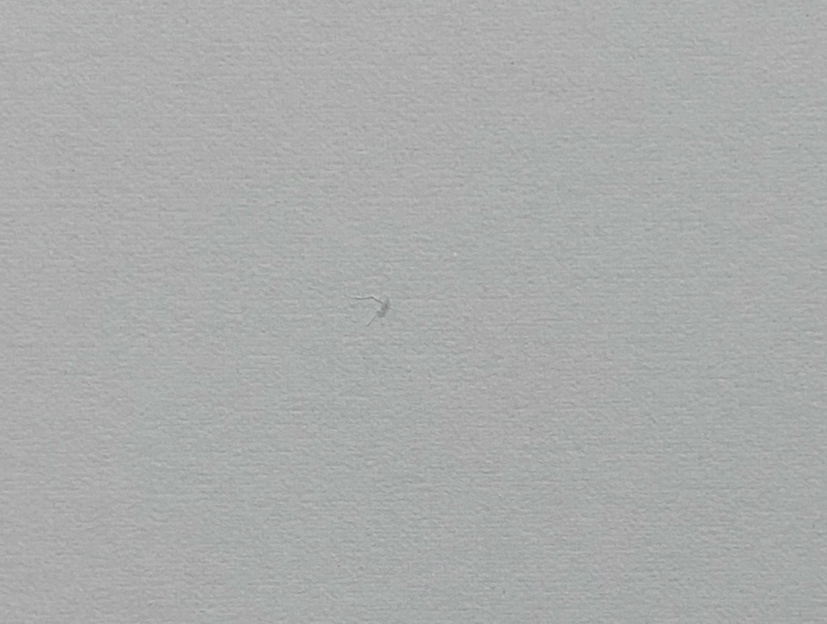 Josef Albers, Untitled, Formulation Articulation II, 1972