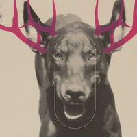 Paul Insect, Shooting Target Series (Dog), 2006