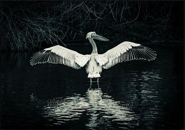 Beautiful photo taken in St James Park of Pink Pelican in a black and white